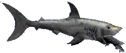 requins-23.gif (15447 octets)